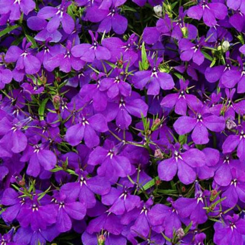 palace herbicide Lobelia Crystal Palace Seed – Harris Seeds