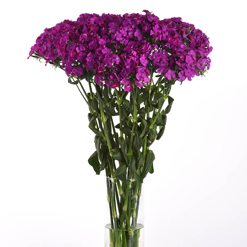 Dianthus Amazon Neon Purple F1 Seed