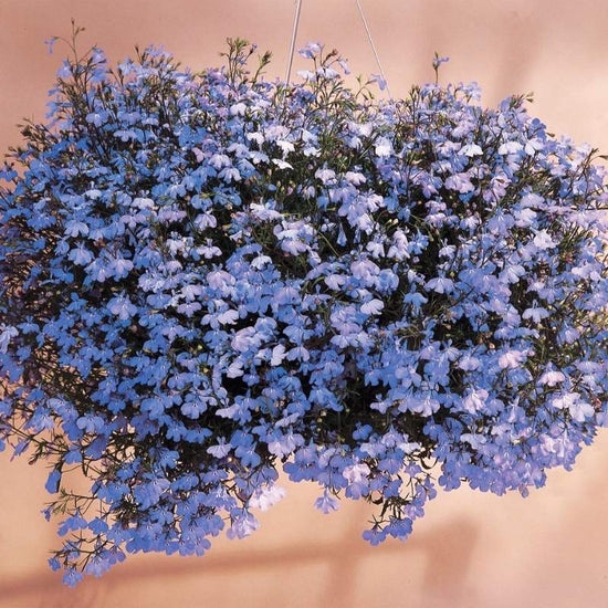 Flower - Lobelia - Regatta - Blue Sky - 1g - Bulk - Foto 6