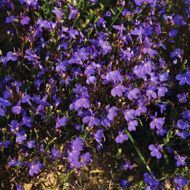 Lobelia Riviera Midnight Blue Seed Harris Seeds 
