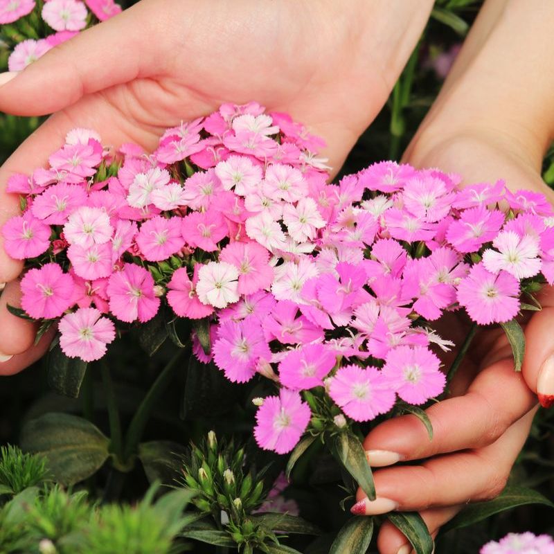 geranium seeds amazon Dianthus Amazon Rose Magic F1 Seed