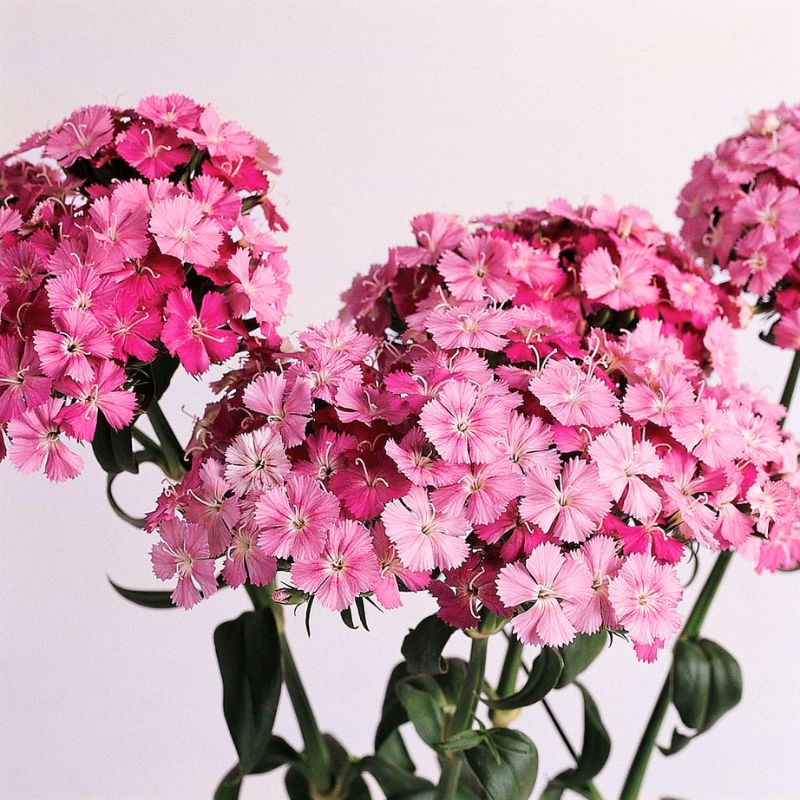 geranium seeds amazon Dianthus Amazon Rose Magic F1 Seed