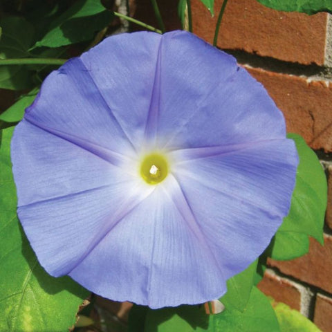 blue morning glory seeds psychedelic Ipomoea Heavenly Blue Seed – Harris Seeds
