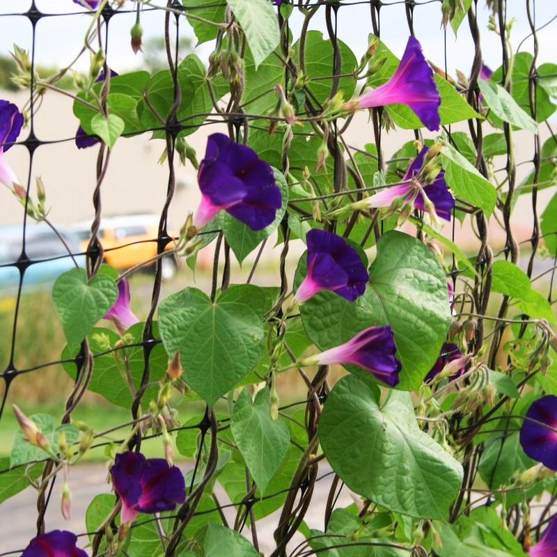 morning glory grandpa ott seeds Ipomoea Grandpa Ott Seed RAW / 50 seeds / UNTREATED