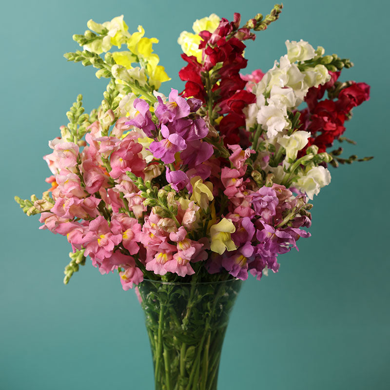 Gorgeous Snapdragon Rocket Mix Image for Mobile Gorgeous Snapdragon Rocket Mix Image for Mobile