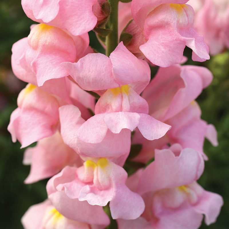 Lush Snapdragon Rocket Mix View Art Lush Snapdragon Rocket Mix View Art