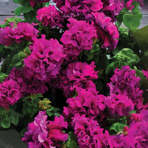 Petunia Double Cascade Burgundy F1 Seed – Harris Seeds