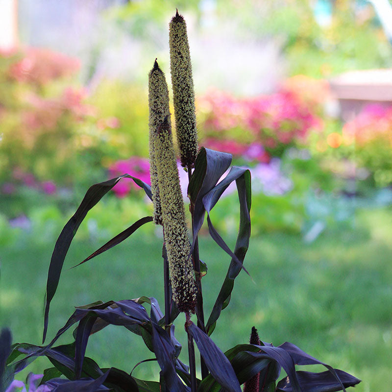 plant with purple seeds Ornamental Millet Purple Majesty F1 Seed RAW / 1,000 seeds / UNTREATED