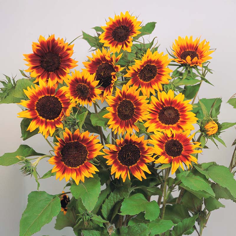 fire flower seeds Sunflower Ring of Fire Seed RAW / 50 Seeds / UNTREATED