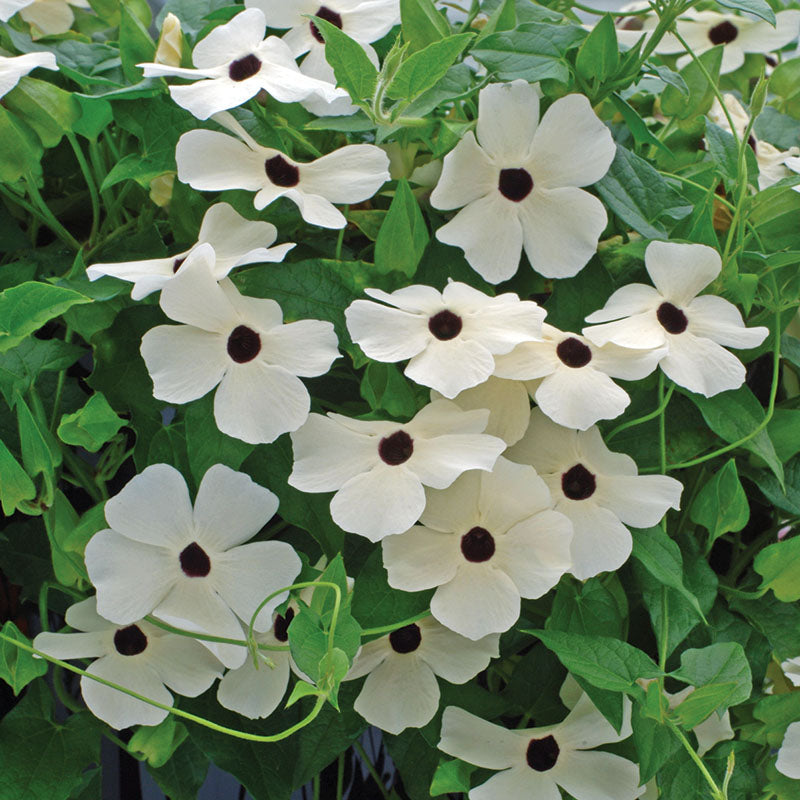 thunbergia rose sensation seeds Thunbergia Alata Mixture Seed