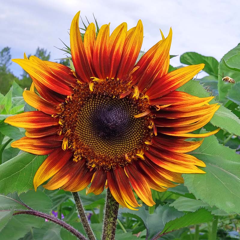 monet garden seeds Harris Seeds Monets Palette F1 Sunflower Mix, Pollen-Free Hybrid Cut Flower Variety, 250 Count
