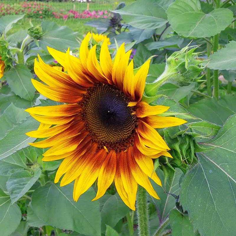 monet garden seeds Harris Seeds Monets Palette F1 Sunflower Mix, Pollen-Free Hybrid Cut Flower Variety, 250 Count