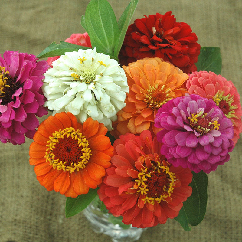 Zinnia Cut and Come Again Mix Seed