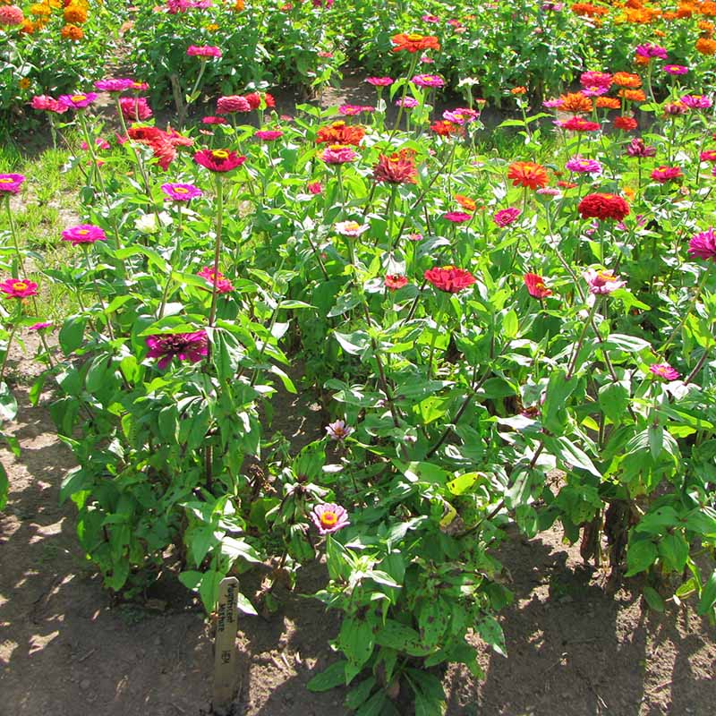 5g mixed zinnia flower seed easy to grow plant Zinnia Magnificent Mixture Seed RAW / 1,000 seeds / UNTREATED