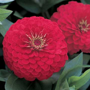 Zinnia Dreamland Red F1 Seed