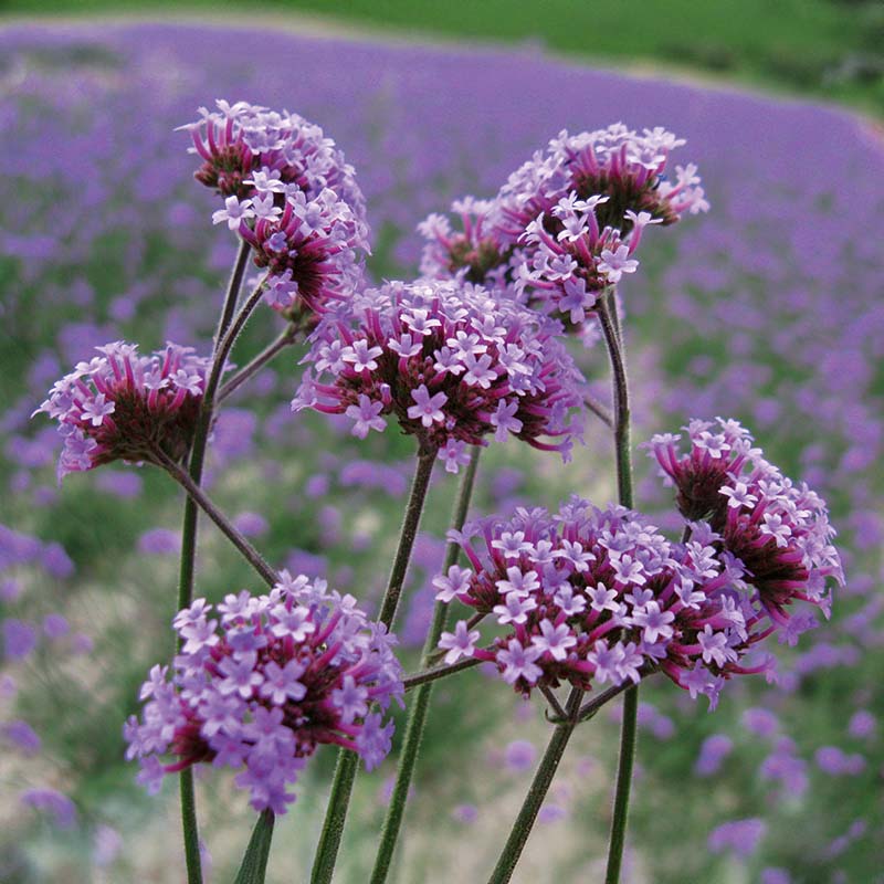 Verbena Bonariensis Finesse Seed – Harris Seeds