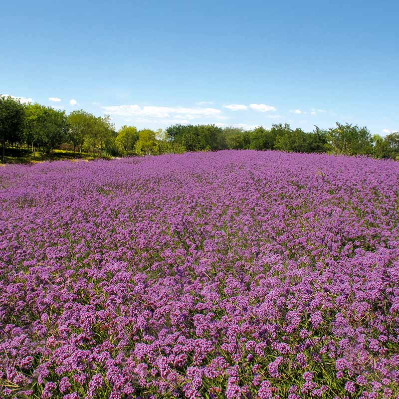 Verbena Bonariensis Finesse Seed
