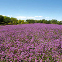 Verbena Bonariensis Finesse Seed