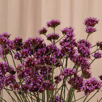 Verbena Bonariensis Finesse Seed
