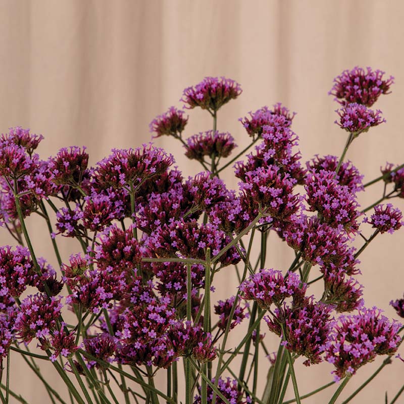 Verbena Bonariensis Finesse Seed – Harris Seeds