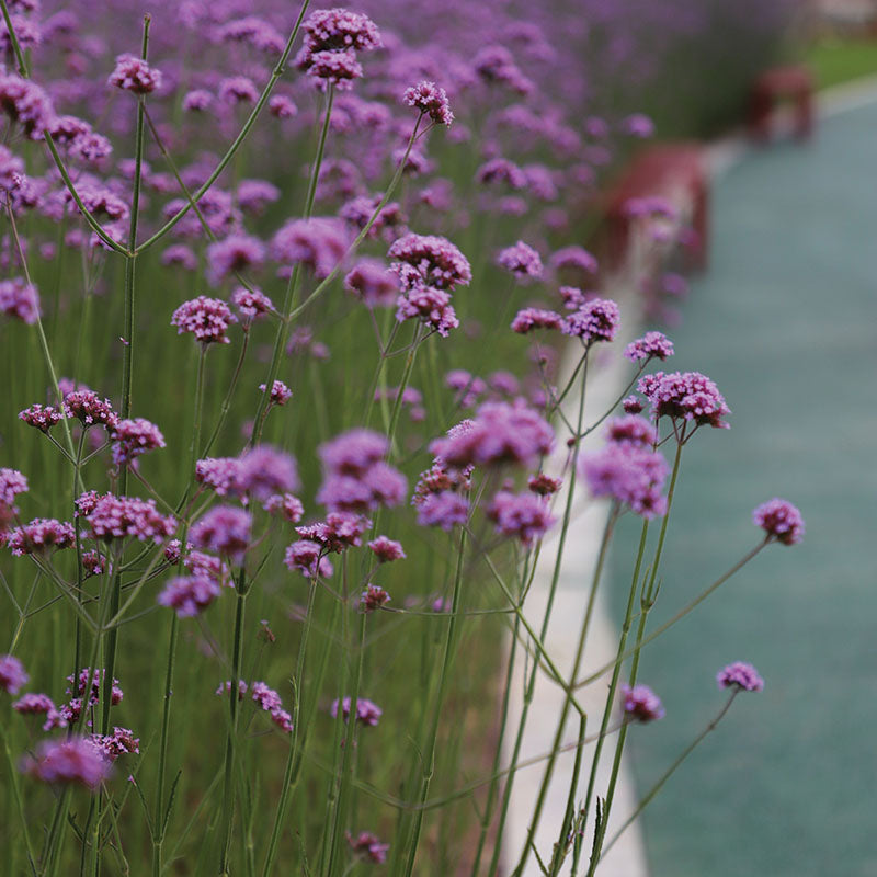 Verbena Bonariensis Finesse Seed – Harris Seeds