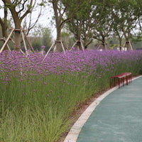 Verbena Bonariensis Finesse Seed