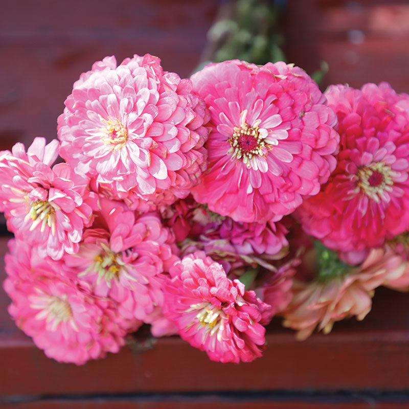 jamanthi flower seeds Zinnia Benary's Giant Bright Pink Seed Untreated