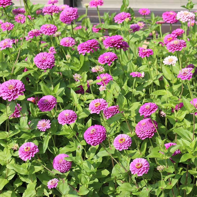 lilac seeds planting Zinnia Benary's Giant Lilac Seed RAW / 250 Seeds / UNTREATED