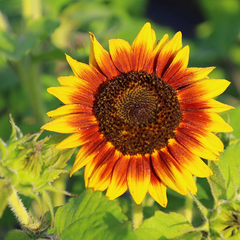 sunflower seeds flower Sunflower Cut Flower Collection Seed