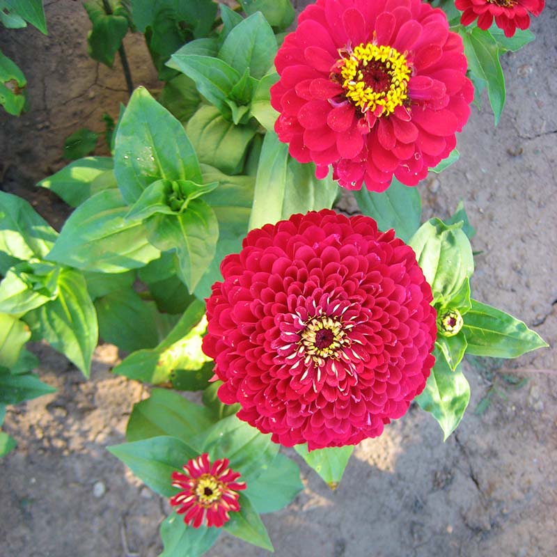 planting depth for zinnia seeds Zinnia Benary's Giant Deep Red Seed – Harris Seeds