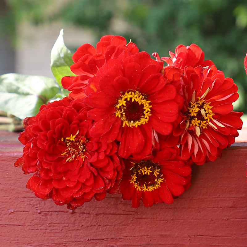 Zinnia Red elegans Dahlia Flowered Seeds – Bold Red Blooms for Summer Gardens | Golden Hills Farm Zinnia Red elegans Dahlia Flowered Seeds – Bold Red Blooms for Summer Gardens | Golden Hills Farm