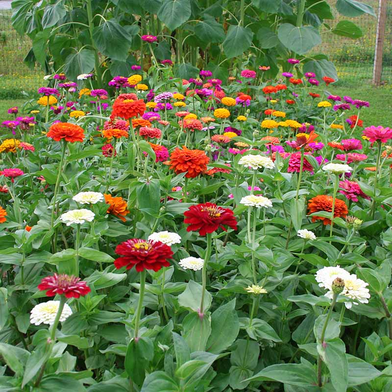 planting california giant zinnia seeds Zinnia Benary's Giant Mix Seed, Size: 250 Seeds