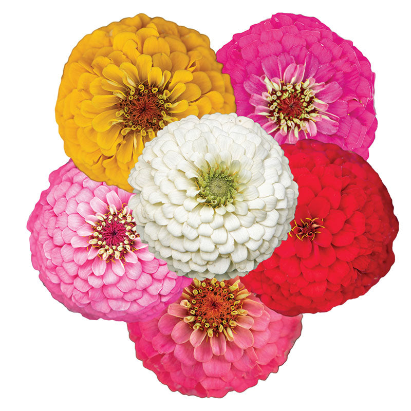 zinnia flower seeds online Zinnia Oklahoma Mix Seed RAW / 10,000 Seeds / UNTREATED