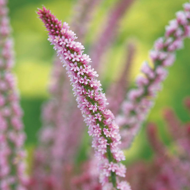 Statice Suworowii Seed