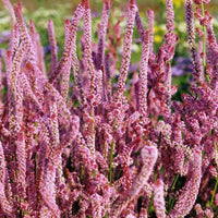 Statice Suworowii Seed