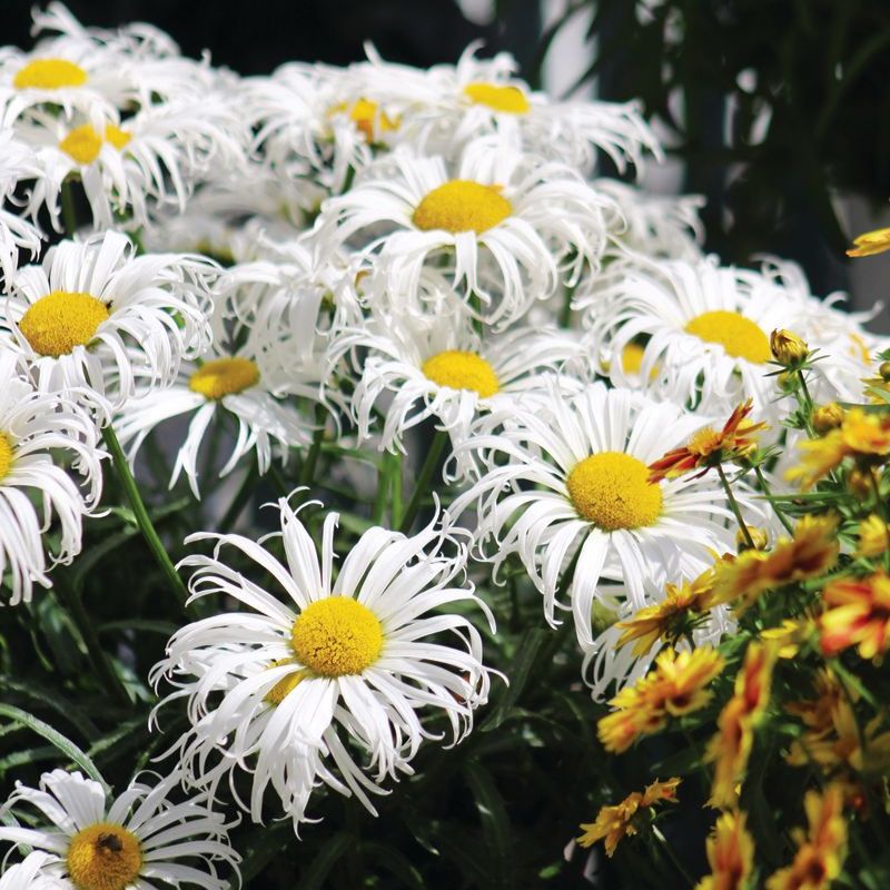 Leucanthemum Crazy Daisy Seed Harris Seeds leucanthemum-crazy-daisy-seed-harris-seeds