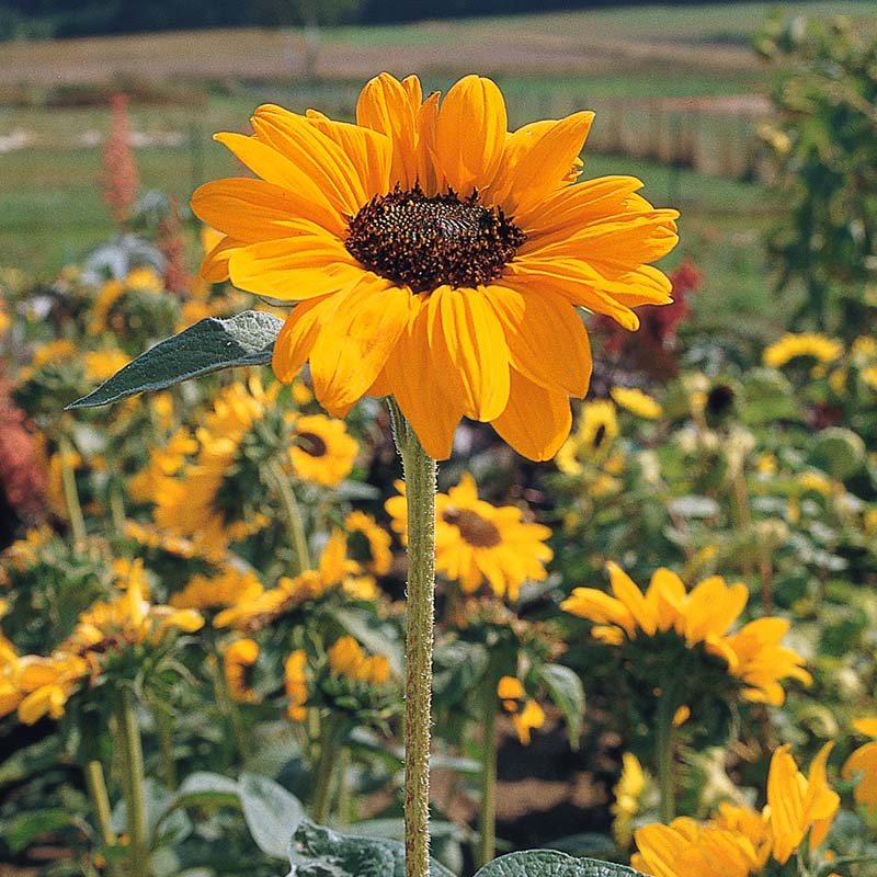 sunflower garden seeds for sale Sunflower Garden Collection Seed