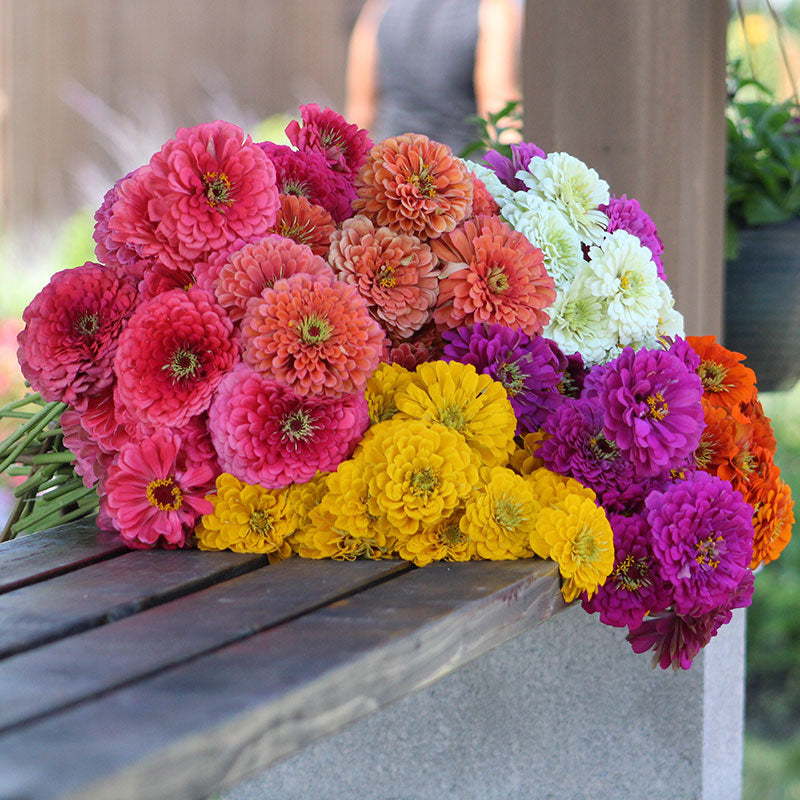 Zinnia Benary's Giant Collection Seed Harris Seeds
