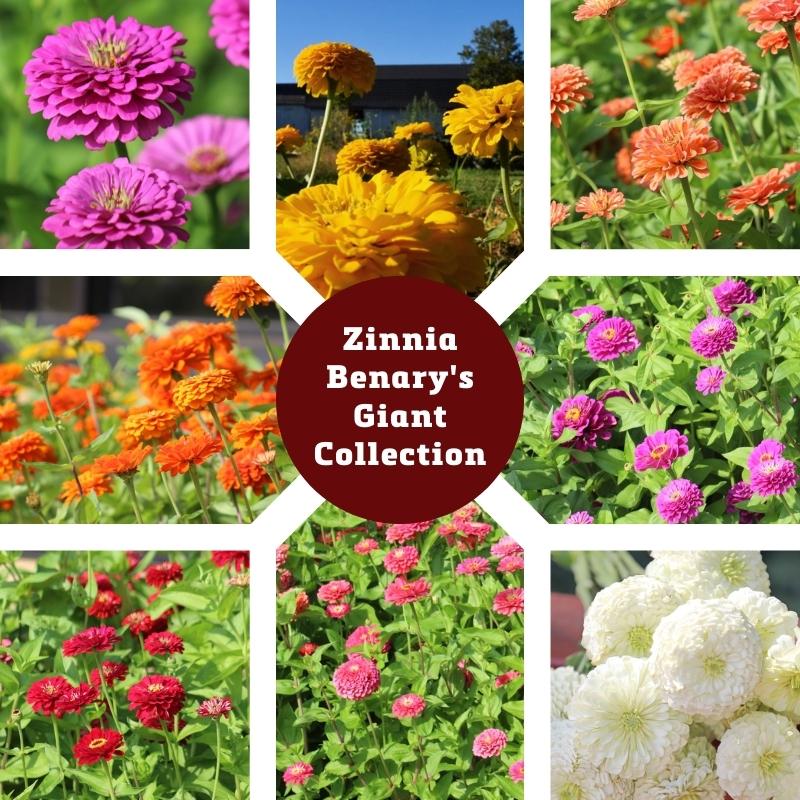 Zinnia Benary's Giant Collection Seed Harris Seeds