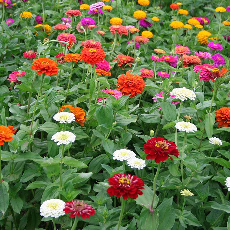 Zinnia Benary's Giant Collection Seed Harris Seeds
