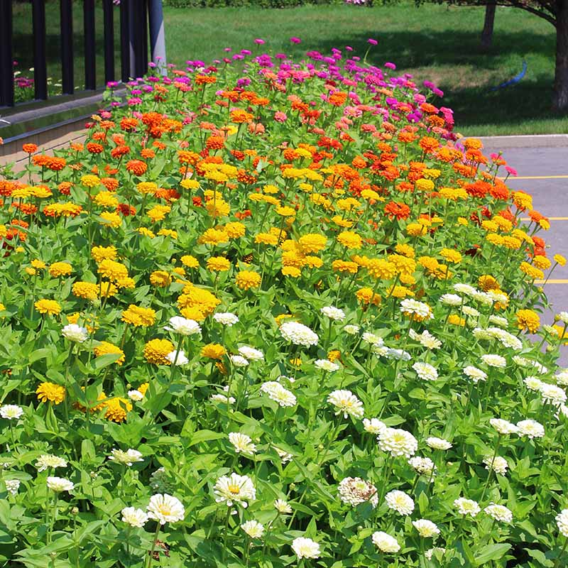 Zinnia Benary's Giant Collection Seed Harris Seeds
