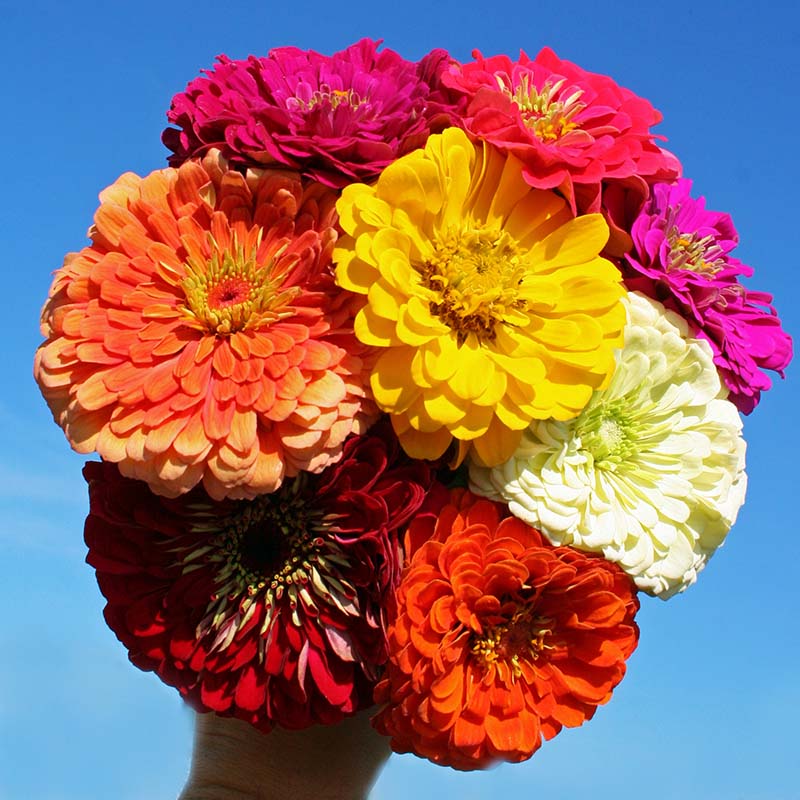 Zinnia Benary's Giant Collection Seed Harris Seeds