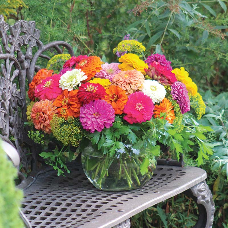 Zinnia Benary's Giant Collection Seed Harris Seeds