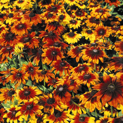 Rudbeckia Autumn Colors Seed