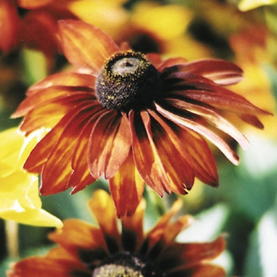 Rudbeckia Autumn Colors Seed