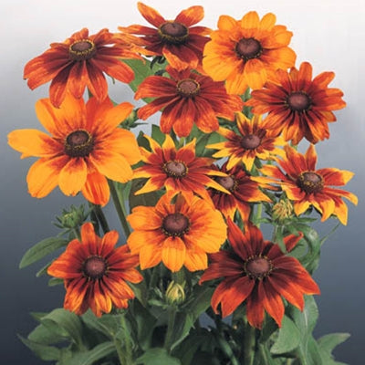Rudbeckia Autumn Colors Seed