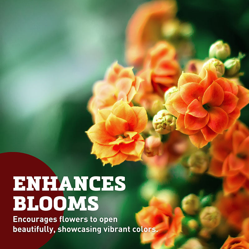 Floralife Crystal Clear Flower Food Pkts