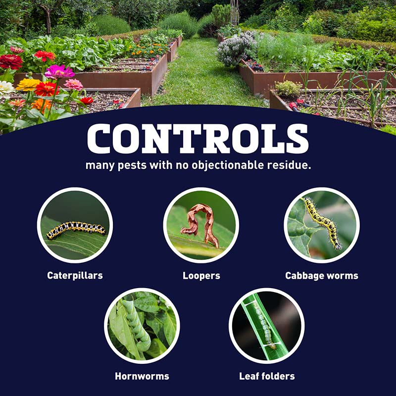 Bt For Caterpillars (Thuricide) 16 oz.