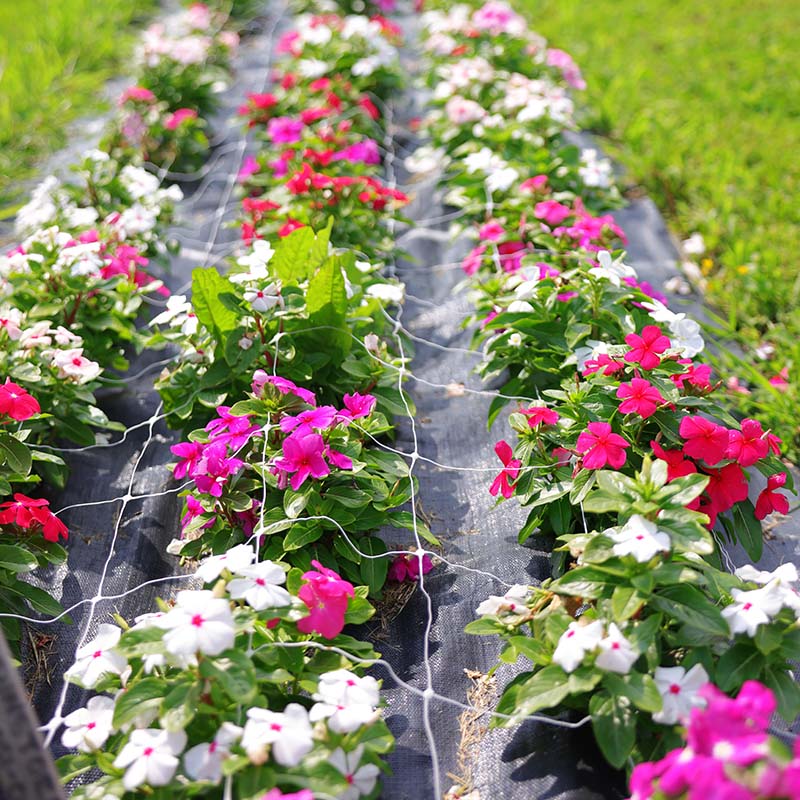 garden seed netting Cut Flower Netting 48" x 3280'