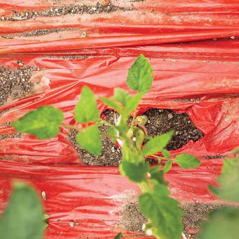 red plastic mulch for tomato plants Red Plastic Mulch 4' x 100' – Harris Seeds